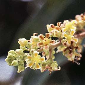 Mango Paradise ~ Mango