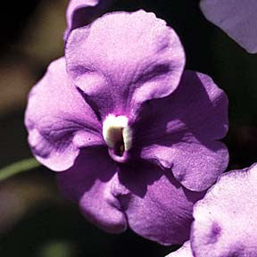 Master Teacher ~ Chiri Sanango