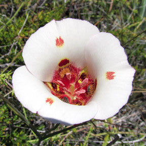 Mother and Child ReUnion ~ Mariposa Lily