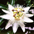 My Passion ~ Passionflower
