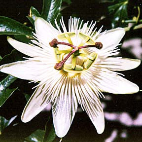 My Passion ~ Passionflower