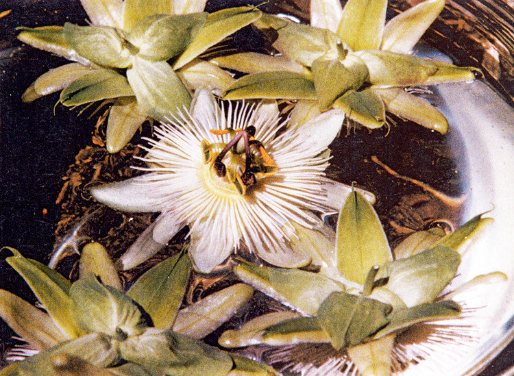 My Passion ~ Passionflower