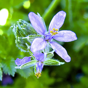 New Perspective ~ Filaree