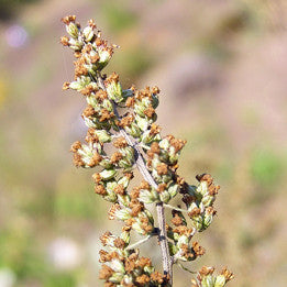 Open Mind/Future Vision ~ Mugwort