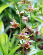 Pituitary Master ~ Stream Orchid