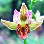 Pituitary Master ~ Stream Orchid