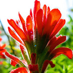 Project Catalyst ~ Indian Paintbrush