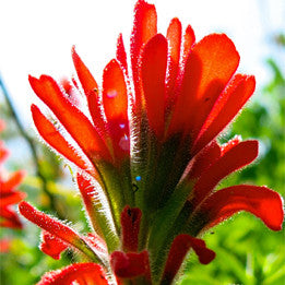 Project Catalyst ~ Indian Paintbrush
