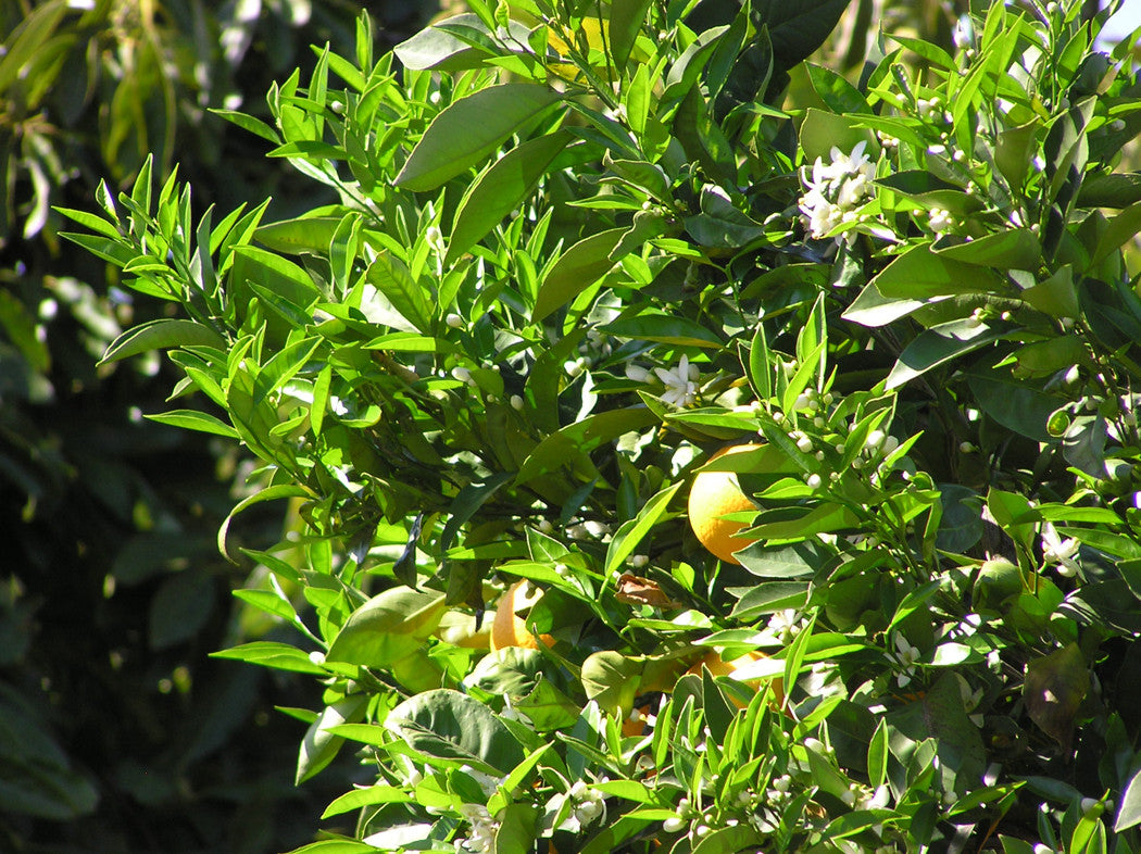 Pure Joy ~ Orange Blossom