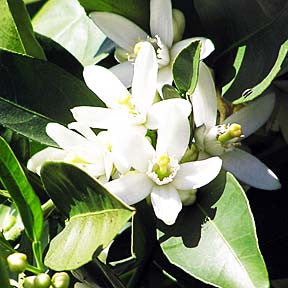 Pure Joy ~ Orange Blossom