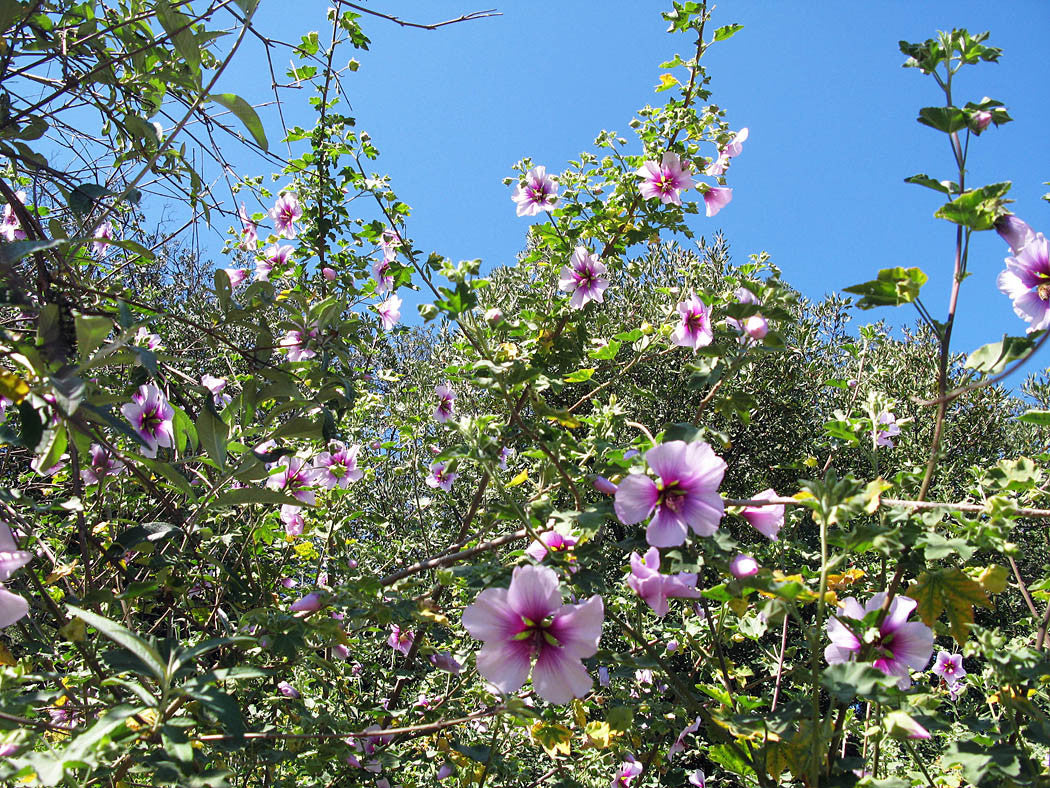 Pure and Simple ~ Rose Mallow