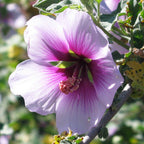Pure and Simple ~ Rose Mallow