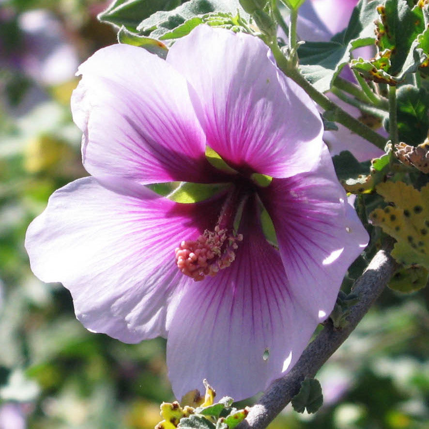Pure and Simple ~ Rose Mallow