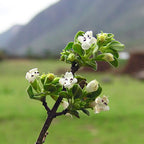 Purification ~ Muña (Andean Mint)