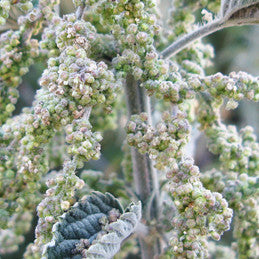 Recharge and Nourish ~ Nettle