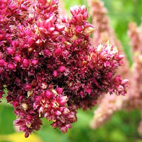 Regal Amaranth ~ RA ~ Kiwicha