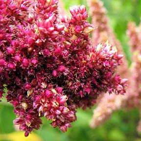 Regal Amaranth ~ RA