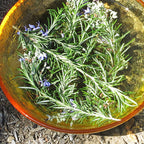 I Remember ~ Rosemary