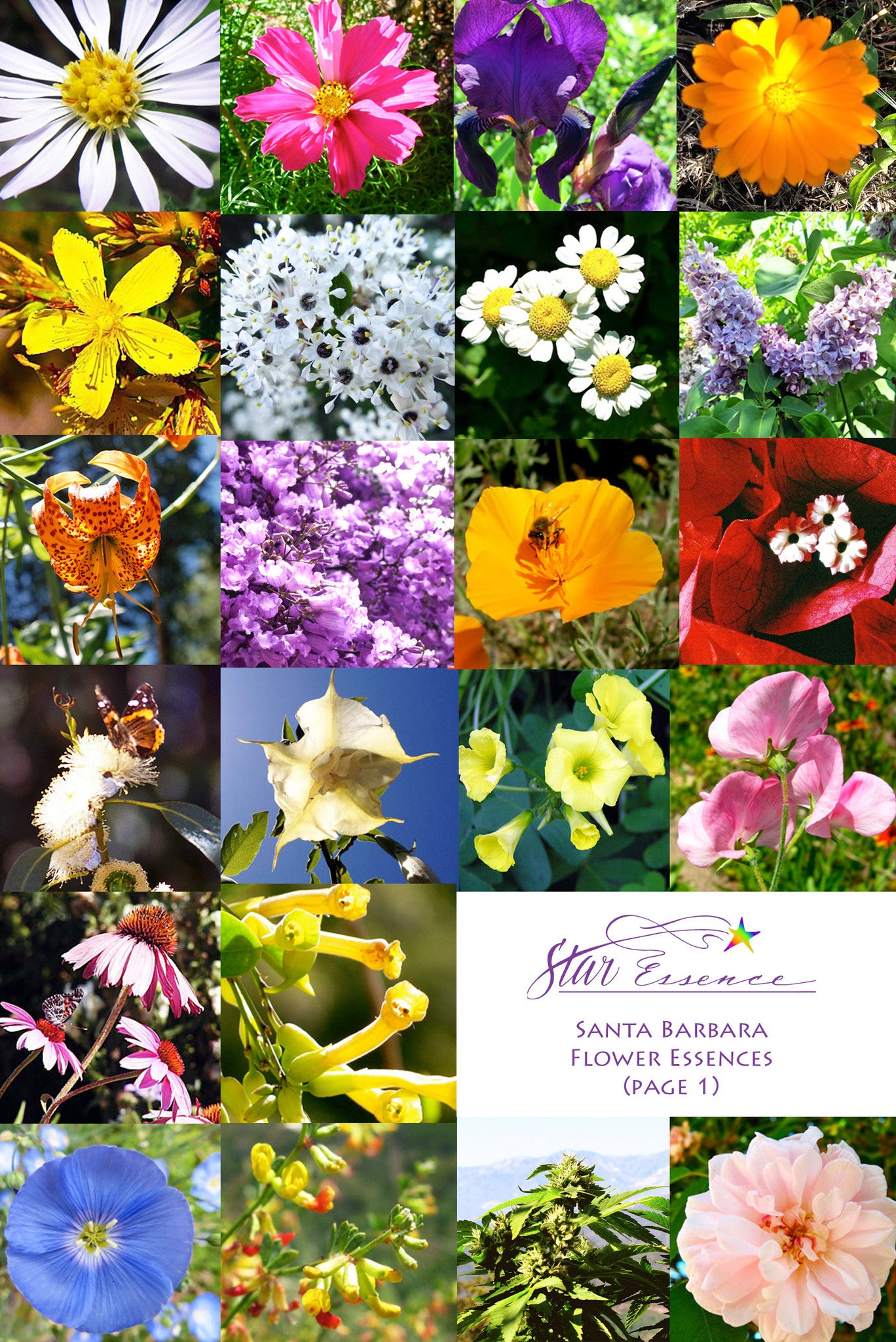 Santa Barbara Flower Set