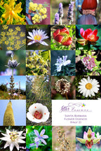 Santa Barbara Flower Set