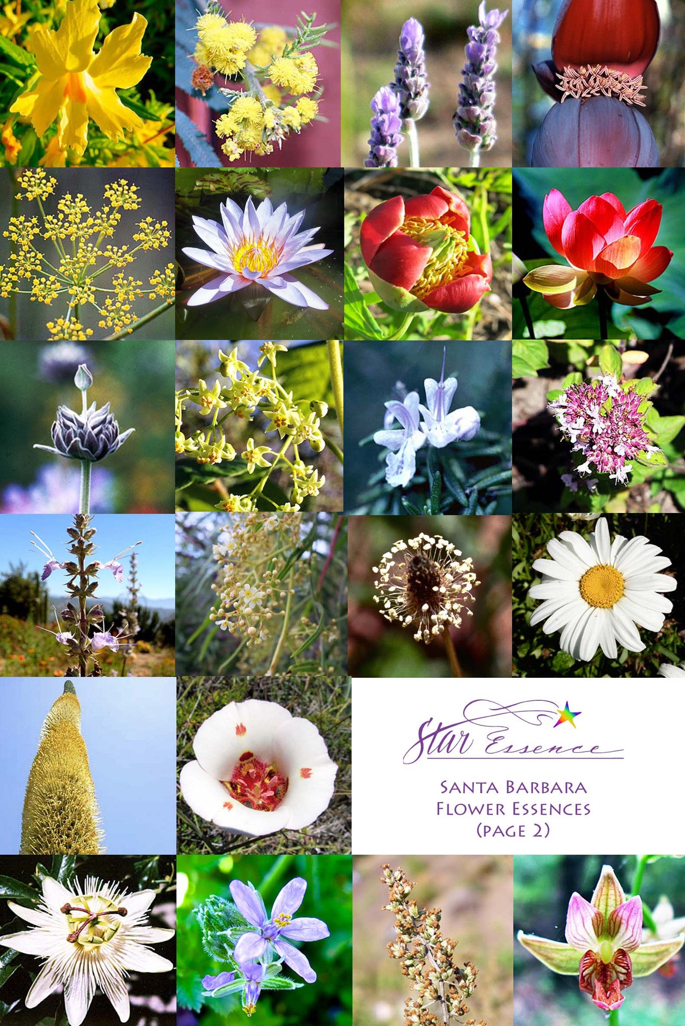 Santa Barbara Flower Set
