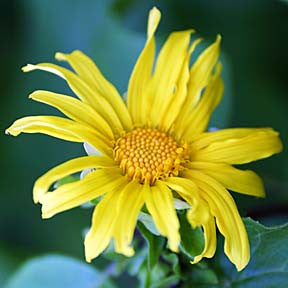 Solar Power ~ Sunflower