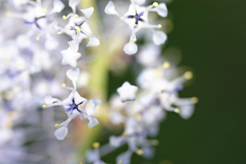 Soul Family ~ Blue Ceanothus
