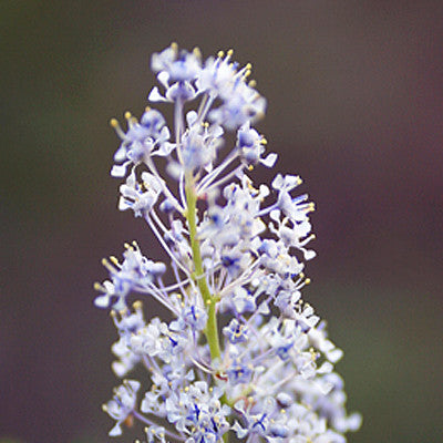 Soul Family ~ Blue Ceanothus