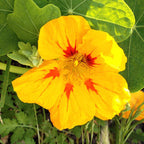 Spicy Vitality ~ Nasturtium
