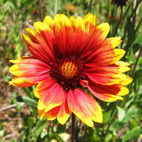 Spirited, Audacious and Bold ~ Gazania