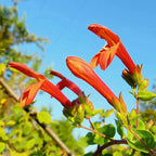 Spunky ~ Heart-Leaved Penstemon