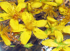 Be Happy ~ St. John's Wort