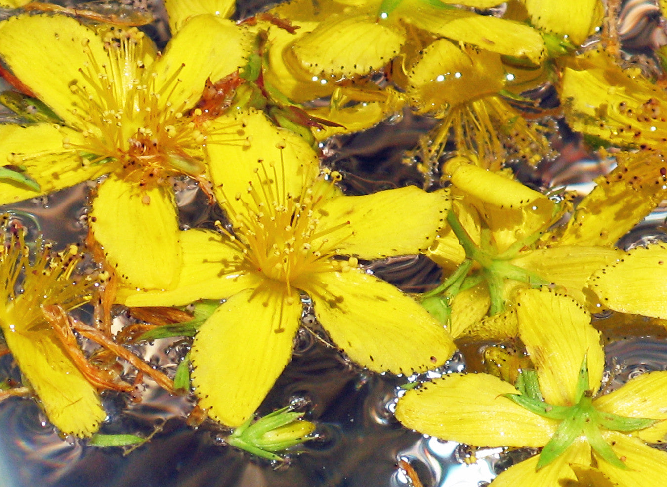 Be Happy ~ St. John's Wort