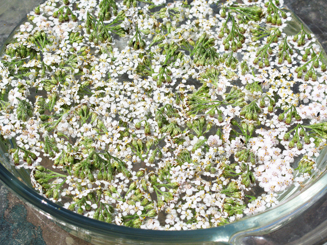 Strength of Achilles ~ White Yarrow