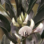 Strength and Chi ~ Fava