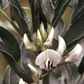 Strength and Chi ~ Fava