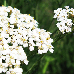 Strength of Achilles ~ White Yarrow