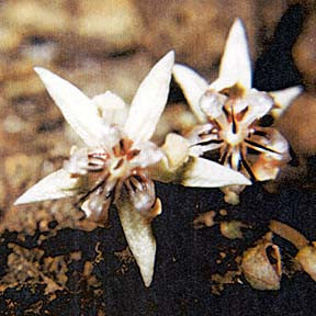 Sublime Chocolate ~ Cacao