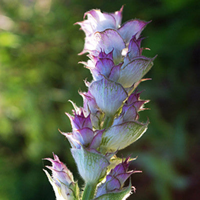 Telepathic Reception ~ Clary Sage