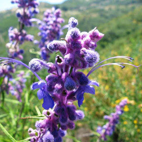 True Compassion ~ Woolly Blue Curls