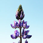 Violet Flame ~ Lupine