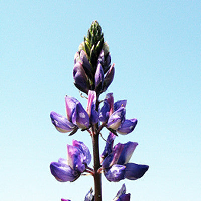 Violet Flame ~ Lupine