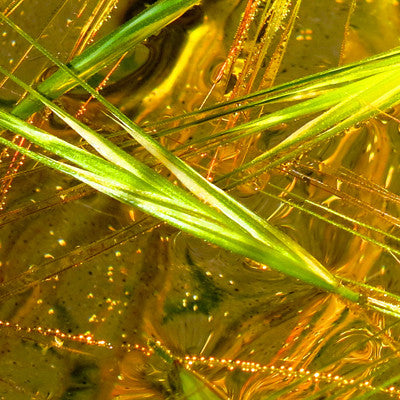 Wild Oat