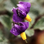 Wild Feminine ~ Wild Potato