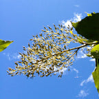 Wilka Mayu (Sacred River) ~ Yanali Tree