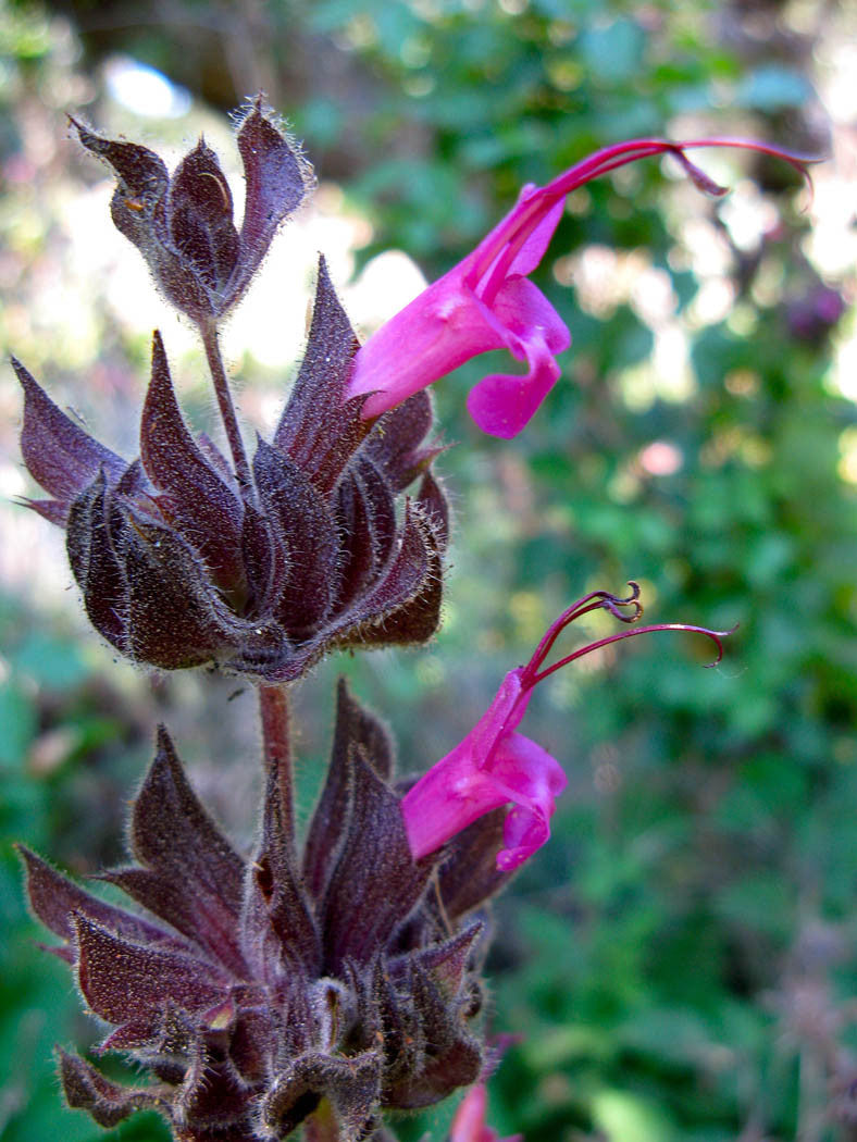 Wisdom of Bliss ~ Hummingbird Sage
