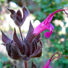 Wisdom of Bliss ~ Hummingbird Sage