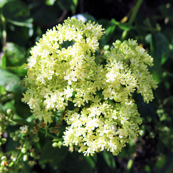 Wise Body ~ Elderberry Flower