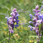 True Compassion ~ Woolly Blue Curls