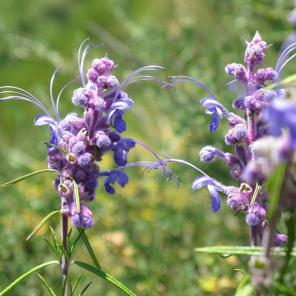 True Compassion ~ Woolly Blue Curls